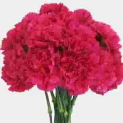 Hot Pink Carnation Flowers - Fancy -Flower Plants Sales 2024 01871F Carnations Hot Pink Fancy