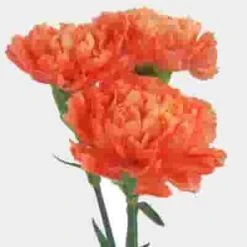 Orange Carnation Flower - Fancy -Flower Plants Sales 2024 01872E Carnations Orange Fancy