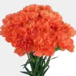 Orange Carnation Flower - Fancy -Flower Plants Sales 2024 01872F Carnations Orange Fancy