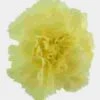 Yellow Carnation Flower - Fancy -Flower Plants Sales 2024 01873D Carnations Yellow Fancy