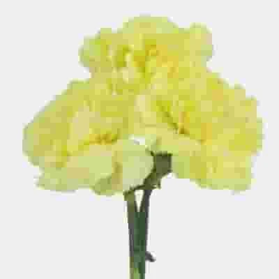 Yellow Carnation Flower - Fancy 4 Yellow Carnation Flower - Fancy - Image 2