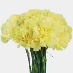 Yellow Carnation Flower - Fancy 7 Yellow Carnation Flower - Fancy -Flower Plants Sales 2024 01873F Carnations Yellow Fancy