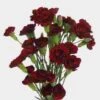 Burgundy Mini Carnation Flowers 1 Burgundy Mini Carnation Flowers -Flower Plants Sales 2024 01874E Mini Carnations Burgundy