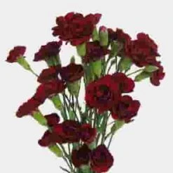 Burgundy Mini Carnation Flowers
