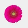 Mini Gerbera Daisy Hot Pink Flower 2 Mini Gerbera Daisy Hot Pink Flower -Flower Plants Sales 2024 01875B Mini Gerbera Daisy Hot Pink Flower