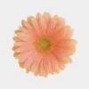 Mini Gerbera Daisy Peach Flower -Flower Plants Sales 2024 01876 Mini Gerbera Peach