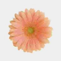 Mini Gerbera Daisy Peach Flower