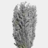 Kochia -Flower Plants Sales 2024 01889B Kochia