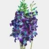 Dendrobium Dyed Blue Large Flower 2 Dendrobium Dyed Blue Large Flower -Flower Plants Sales 2024 01899A Dendrobium Dyed Blue Large Flower