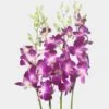 Dendrobium Bombay Purple 1 Dendrobium Bombay Purple -Flower Plants Sales 2024 01900A Dendrobium Bombay Purple
