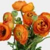 Orange Ranunculus Flower - By The Bunch -Flower Plants Sales 2024 01932B Orange Ranunculus Flower