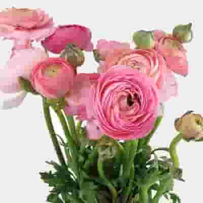 Pink Ranunculus Flowers 3 Pink Ranunculus Flowers