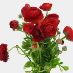 Wholesale Red Ranunculus Flowers - Wholesale
