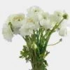 White Ranunculus Flowers - By The Bunch -Flower Plants Sales 2024 01935B Ranunculus White Flower