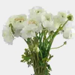 White Ranunculus Flowers - By The Bunch