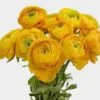 Yellow Ranunculus Flowers By The Bunch 2 Yellow Ranunculus Flowers By The Bunch -Flower Plants Sales 2024 01936A Yellow Ranunculus Flower