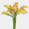 Calla Lily Mini Peach Flower -Flower Plants Sales 2024 01939C Calla Lily Mini Peach