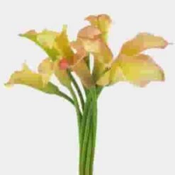 Calla Lily Mini Peach Flower