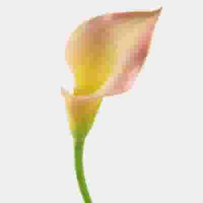 Calla Lily Mini Peach Flower 4 Calla Lily Mini Peach Flower - Image 2