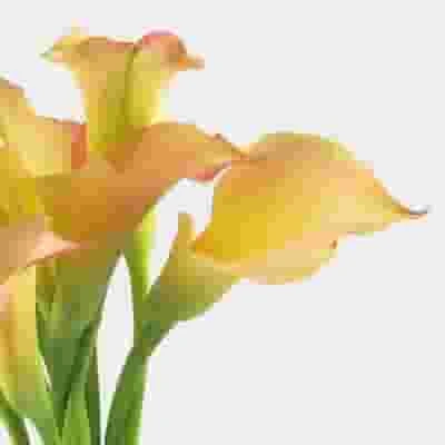 Calla Lily Mini Peach Flower 5 Calla Lily Mini Peach Flower - Image 3