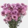 Pompon Button Purple Flowers -Flower Plants Sales 2024 01952A Pompon Button Purple Flowers