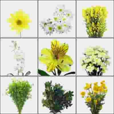 Blooms Enchanted Meadow Wildflower Pack 7 Blooms Enchanted Meadow Wildflower Pack - Image 5