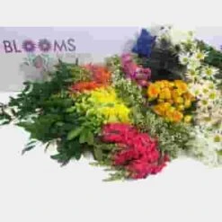 Blooms Mix & Match Wildflower Pack 13 Blooms Mix & Match Wildflower Pack -Flower Plants Sales 2024 01962A Blooms Mix Match Rainbow Wildflower Pack