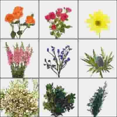 Blooms Mix & Match Wildflower Pack 7 Blooms Mix & Match Wildflower Pack - Image 5