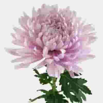 Football Mum Lavender 3 Football Mum Lavender