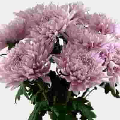 Football Mum Lavender 4 Football Mum Lavender - Image 2