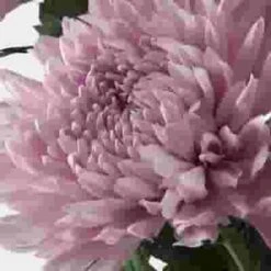 Football Mum Lavender 7 Football Mum Lavender -Flower Plants Sales 2024 01964E Football Mum Lavender