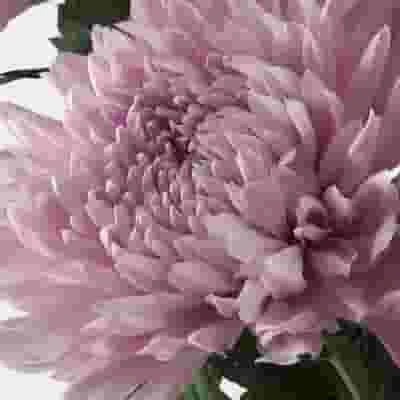 Football Mum Lavender 5 Football Mum Lavender - Image 3