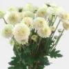 Pompon Button White Flower -Flower Plants Sales 2024 01967A Pompon Button White Flower
