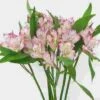 Lavender Alstroemeria Flower -Flower Plants Sales 2024 01968B Alstroemeria Lavender