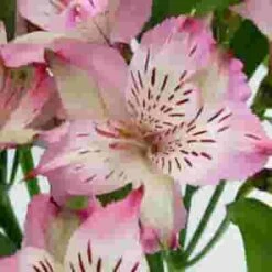 Lavender Alstroemeria Flower -Flower Plants Sales 2024 01968C Alstroemeria Lavender