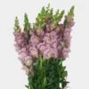 Snapdragon Lavender Flower 1 Snapdragon Lavender Flower -Flower Plants Sales 2024 01973A Snapdragon Lavender Flower