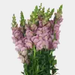 Snapdragon Lavender Flower