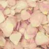 Hint Of Pink Petals (30 Cups) -Flower Plants Sales 2024 02232 Hint Of Pink Petals 30 Cups