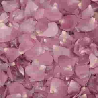 Lovely Lavender FD Rose Petals (30 Cups) 3 Lovely Lavender FD Rose Petals (30 Cups)