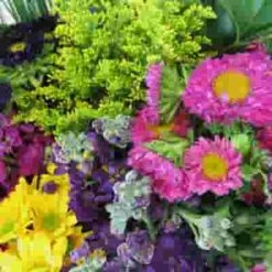 Blooms Pretty In Pink Wildflower Pack -Flower Plants Sales 2024 02294C Blooms Pretty in Pink Wildflower Pack