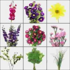 Blooms Pretty In Pink Wildflower Pack -Flower Plants Sales 2024 02294D Blooms Pretty in Pink Wildflower Pack