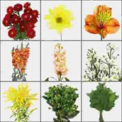 Blooms August Hay Ride Wildflower Pack -Flower Plants Sales 2024 02296 Blooms Wildflower Pack August Hay Ride