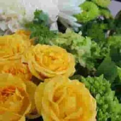 Blooms Woodsy Giddy In Green Wildflower Pack -Flower Plants Sales 2024 02297C Blooms Woodsy Giddy in Green Wildflower Pack