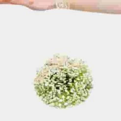 Gypsophila Million Star Flowers 10 Gypsophila Million Star Flowers -Flower Plants Sales 2024 02301D Gypsophila Million Star