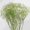 Gypsophila Million Star Flowers 1 Gypsophila Million Star Flowers -Flower Plants Sales 2024 02301E Gypsophila Million Star