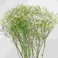 Gypsophila Million Star Flowers