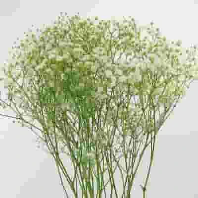 Gypsophila Million Star Flowers 3 Gypsophila Million Star Flowers