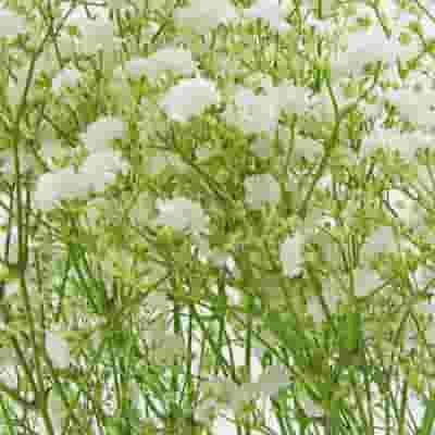 Gypsophila Million Star Flowers 4 Gypsophila Million Star Flowers - Image 2