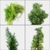 Rustic Wedding Greens Bulk Pack -Flower Plants Sales 2024 02311 Rustic Wedding Greens Bulk Pack