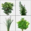 Simple Greens Bulk Pack 2 Simple Greens Bulk Pack -Flower Plants Sales 2024 02313 Simple Greens Bulk Pack